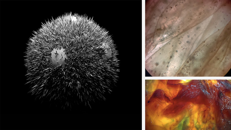 3D rendered pollen grain, microbial skins